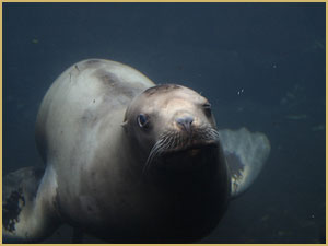 Alaska Sea Life Center, Kenai Fjords National Park